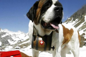Does a Dog’s Name Affect Its Intelligence?