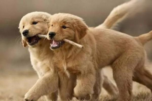 Dog Vaccine Basics Every Owner Should Know
