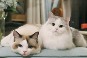 Why Cats Scratch and How to Set Up a Scratching Spot