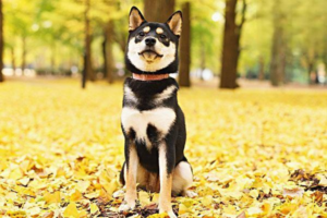 Everyday Dog Facts You Should Know