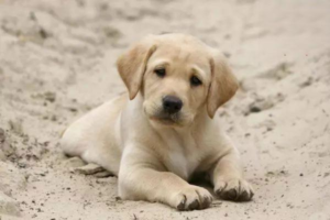 Labrador Retriever Breed Standard