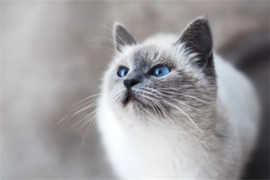 Why Do Cats Knead?
