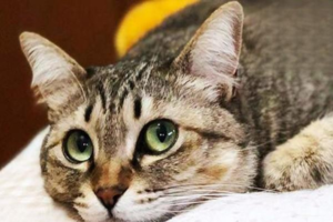 What Is Stud Tail in Cats?