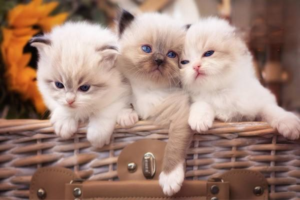 How to Keep Your Cat’s Coat Beautiful