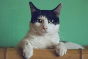Why Does Your Cat Have Bad Breath?
