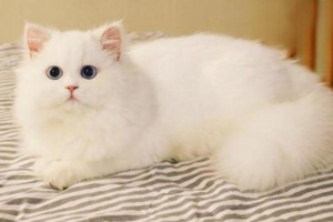 Should You Shave Your Cat’s Fur?