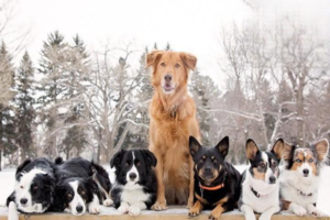 Why Does Your Dog Smell So Bad?