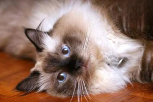 What to Do When Your Cat Is Too Aggressive
