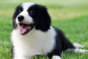 Why Does Your Dog Stare at You?