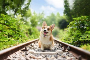 What to Do About Bad Dog Breath