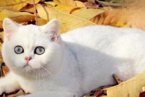 Choosing Goat Milk for Your Cat