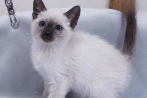 Caring for a Cat with Dementia