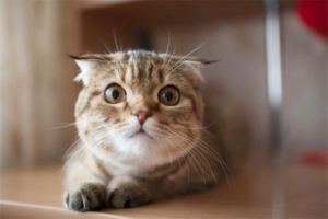 How to Treat Cat Sinusitis