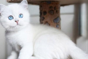 What Is Uveitis in Cats?