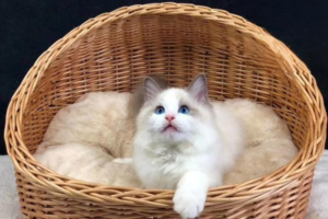 Why Do Cats’ Eyes Glow in the Dark?