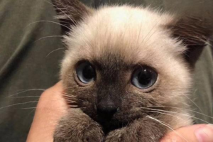 The Story Behind the Lucky Cat and Siamese Lore