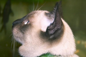 Why Your Cat Snores at Night