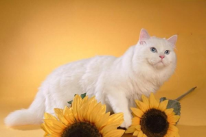 Why Dying Cats Stare at Water