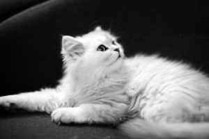 Are Cats as Smart as Dogs?
