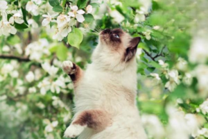 Do Cats Dream?
