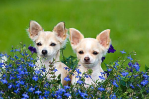 Can a 7-Year-Old Care for a Dog?