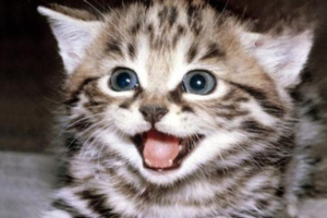 Cat Breeds Children Love Most