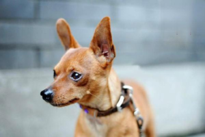 5 Reasons Dogs Seem to Cry