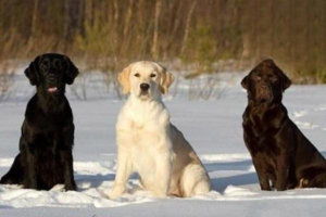 Is Urination a Good Sign When a Dog Has Parvovirus?