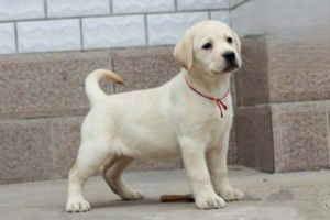 Symptoms and Treatment of Gastroenteritis in Dogs