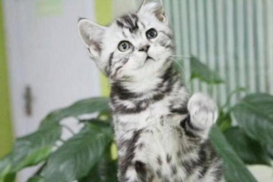 What to Do About a Kitten’s Bad Breath