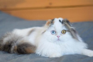 Why Does Your Cat Keep Licking You?