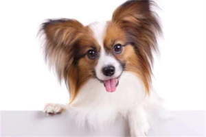 Papillon Temperament and Care