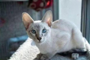 How to Boost Your Cat’s Immunity
