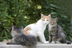How to Safely Disinfect Your Home With Pets