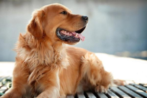 Why Pets Gain Weight After Spaying or Neutering