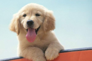 Why Is Your Dog Drooling So Much?