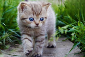 Key Points Not to Ignore When Feeding Cats
