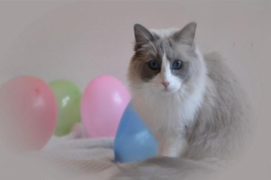 What to Do About Large Ear Hair Loss in Cats