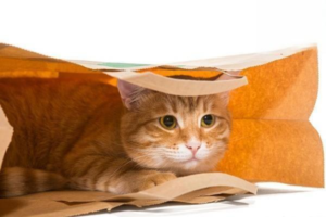 Two Ways to Protect Your Cat from Parasites