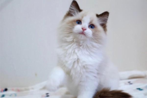 What to Do If Your Cat Has Cryptococcosis