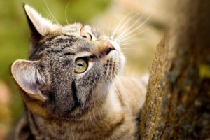 Diagnosing and Treating Feline Idiopathic Cystitis (FIC)
