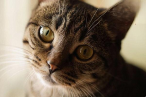 How to Cure Cat Ringworm for Good