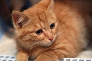 Dietary Care for a Pregnant Cat