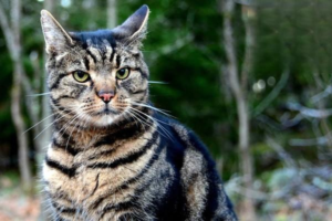 Why Does a Siamese Cat’s Fur Turn Black?