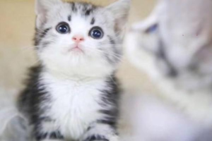 Five Rare Cat Diseases Every Owner Should Know