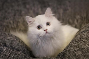 How to Switch Your Cat’s Food the Right Way