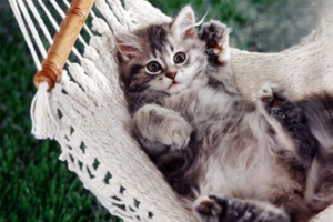 Should You Put a Collar or Bell on Your Cat?