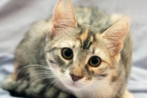 The Unusual Nature of Feline Stomatitis