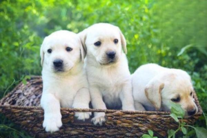 Hookworms in Dogs: Symptoms and Deworming