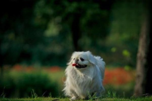 How to Tell If a Cat and Dog Can Live Together